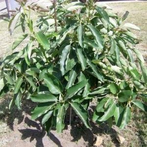 Giống bơ Hass - Giống bơ Hass, Bơ Hass, Hass avocado, Hass, Cây giống bơ Hass, Bơ Mỹ Hass, Bơ ngoại Hass