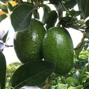 Giống bơ Cuba - Giống bơ Cu ba, Bơ Cuba, Bơ Cu ba, Giống bơ sáp Cuba, Giống bơ ngoại Cuba