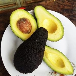  - Trái Bơ Pinkerton, Giá Bơ Pinkerton, Quả bơ Pnkerton, Pinkerton Avocado, Trái bơ Pinkerton