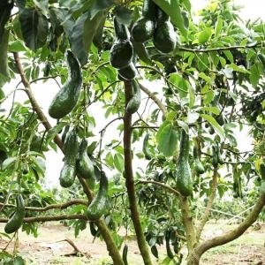  - Kỹ Thuật Trồng Bơ, Kỹ Thuật Chăm Sóc Bơ, Bón Phân Đúng Cách Cho Bơ, Chăm Sóc Bơ Mới Trồng, Kỹ Thật Bón Phân Cho Bơ, Trồng Bơ Ghép, Cách Trồng Bơ