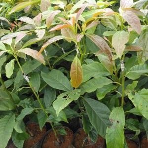 Giống bơ Hass - Giống bơ Hass, Bơ Hass, Hass avocado, Hass, Cây giống bơ Hass, Bơ Mỹ Hass, Bơ ngoại Hass, Bơ Hass Mỹ