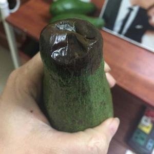 Nguyên nhân cách xử lý bơ bị thối đầu, chín không đều - Bơ chín không đều, bơ bị thối đầu trái, xử lý bơ bị thối đầu, nguyên nhân bơ bị thối đầu, bơ non