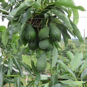Giống bơ Maluma Hass - Giống bơ Maluma Hass, Maluma Hass, Giống bơ nam phi, Giống bơ ngoại Maluma, Bơ Maluma Hass