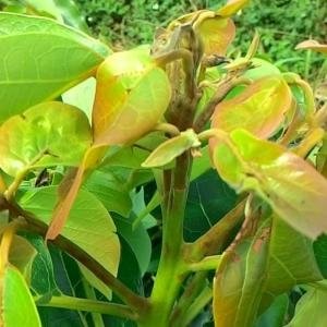 Bệnh trên cây bơ trong mùa mưa và cách phòng trừ bệnh - Bệnh trên cây bơ, phòng bệnh trên cây bơ, bệnh trên lá bơ, bệnh trên thân bơ