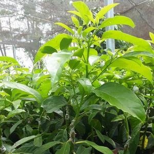 Giống Bơ Pinkerton - Giống Bơ Pinketon, bơ Pinkerton, bơ Mỹ Pinkerton, Pinkerton, Bơ ngoại Pinkerton, đặc điểm của giống bơ pinkerton