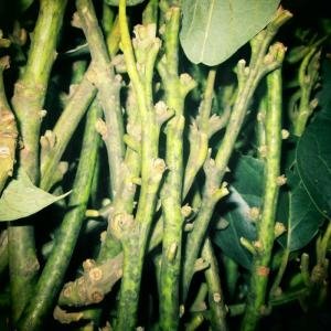 Bán Chồi Bơ Pinkerton - Chồi bơ bin. Chồi bơ pin, Chồi bơ pinkerton, Pinkerton ghép cải tạo, Giá chồi bơ pinkerton, nơi cung cấp chồi bơ, Giá chồi bơ