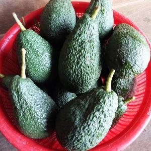 Giá Bơ Pinkerton - Giá Trái Bơ Pinkerton - Giá Trái bơ Pinkerton, Giá Bơ Pinkerton, Pinkerton Avocado, Thu Mua Trái Bơ Pinkerton, Giá Bơ, Thị Trường Bơ, Bơ Pinkerton Giá Sỉ, giá bơ 034, giá bơ booth 7