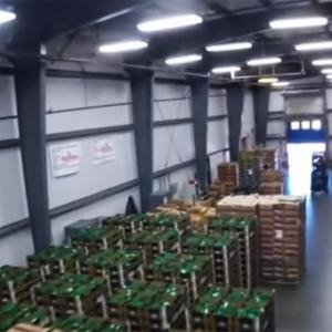  - Thu Hoạch Và Bảo Quản Bơ, Thu Hái Bơ, Thu Hoạch Bơ, Bảo Quản Bơ, Sản Xuất Bơ, Thu Hái bơ theo chuẩn hiện đại