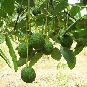Giống bơ Hass - Giống bơ Hass, Bơ Hass, Hass avocado, Hass, Cây giống bơ Hass, Bơ Mỹ Hass, Bơ ngoại Hass, Bơ Hass Mỹ