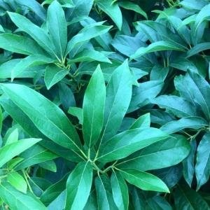 Giống bơ Reed - Giống bơ Reed, Bơ Reed, Bơ ngoại Reed, Bơ Mỹ Reed, Giống bơ nhập Reed