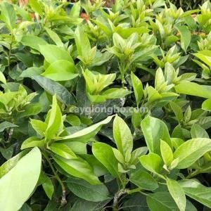 Giống Bơ 034 - Giống bơ 034, Bơ 034, Bơ sáp 034, Bơ trái vụ 034, bơ dẻo 034, Bơ ngon dẻo 034, cây giống bơ 034, đặc điểm của giống bơ 034, bơ 034 đắk nông