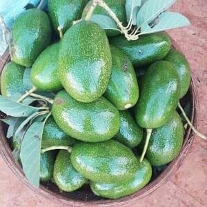  - Giống bơ cuba, bơ cuba, thị trường bơ cuba, bơ cuba dẻo, bán bơ cuba, bán giống bơ cuba