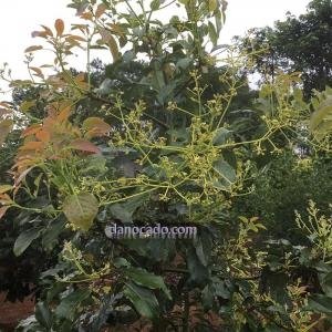  - Giống Bơ Pinketon, bơ Pinkerton, bơ Mỹ Pinkerton, Pinkerton, Bơ ngoại Pinkerton, trái bơ pinkerton, video Pinkerton, Bơ Pin, Bơ Bin