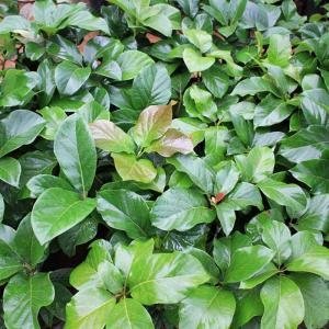  - Giống bơ trái to, giống bơ to khủng, bơ thành bích, bán giống bơ thành bích, giống bơ tó nhất việt nam, giống bơ Đắk Min