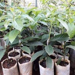  - Royal Hass, Royal Hass Avocado, Giống bơ Hass mới, Bơ Hass Mỹ đột biến, Hass trái to, Giống bơ Hass trái to, Giống Hass mới