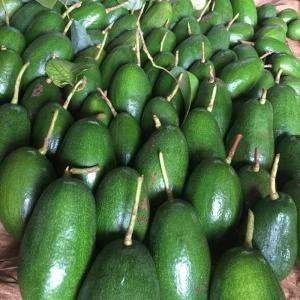  - Bơ Thành Bích, Trái Bơ Thành Bích, Giống Bơ Thành Bích, Bơ To Khủng, Bơ To 2kg, Quả Bơ To Khủng 2kg, Quả Bơ Thành Bích
