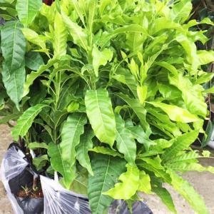  - giống vú sữa đài loan, vú sữa hoàng kim, vú sữa nhập khẩu, giống vú sữa Abiu, Giống Vú Sữa Mới, Giống Vú Sữa Hot