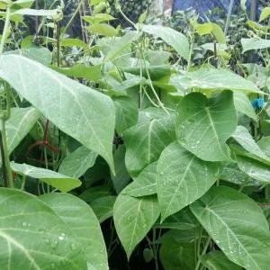 - Chanh leo Colombia, Giống Chanh Colombia, Bán giống chanh colombia, chanh dây colombia, cung cấp giống chanh dây colombia, trái chanh vàng, chanh nam mỹ, giống chanh trái vàng