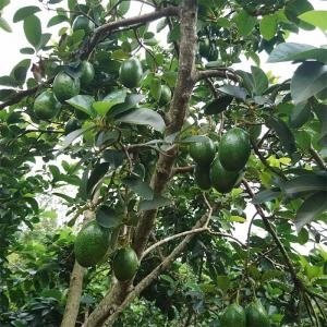 Giống bơ Cuba - Giống bơ Cu ba, Bơ Cuba, Bơ Cu ba, Giống bơ sáp Cuba, Giống bơ ngoại Cuba