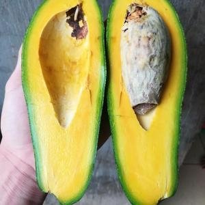  - giá bơ 5 lóng mới nhất, giá bơ 5 lóng hôm nay, thị trường bơ 5 lóng, bán bơ 5 lóng giá sỉ,