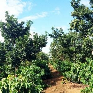  - cách trồng bơ, trồng bơ xen canh, trồng bơ thuần, trồng bơ đám