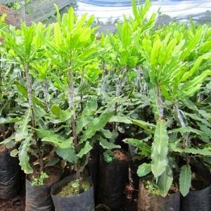  - Giống Mắc Ca, Macca, Bán Giống Macca, Cung Cấp Cây Giống Mắc Ca, Các Loại Giống Mắc Ca