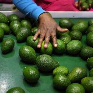  - Tin Tức Về Bơ, Bơ Mexico, Thị Trường Bơ Mexico, Bơ Mexico