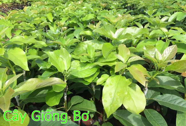 Cây Giống Bơ